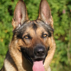 Start 25-09-22. Grundkurs hoopers x 5 träffar