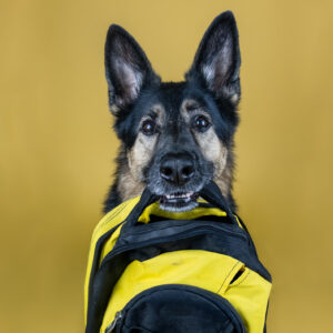 Start 26-02-11, Allmänlydnad Steg 1