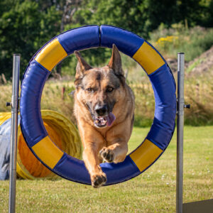 Start 25-09-19, Reaktiva hundar - med agility som hjälp x6