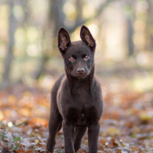 Start 26-03-30, Valpkurs