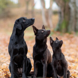 Start 26-04-14, Allmänlydnad Steg 2/Fortsättning valpkurs